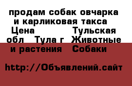 продам собак овчарка и карликовая такса › Цена ­ 2 000 - Тульская обл., Тула г. Животные и растения » Собаки   